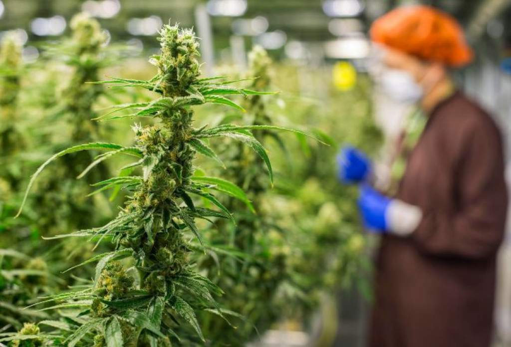 marihuana