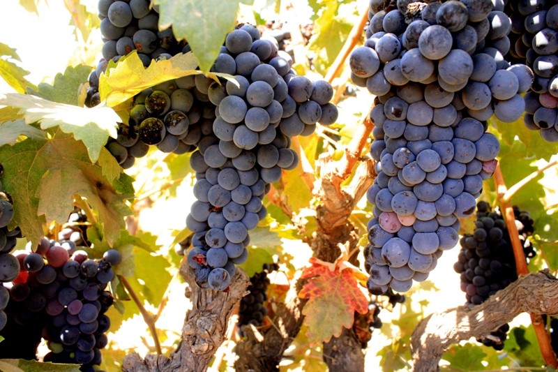 Viñedos