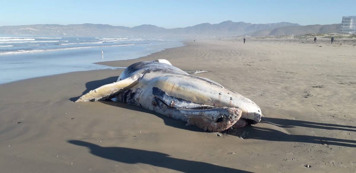 Ballena