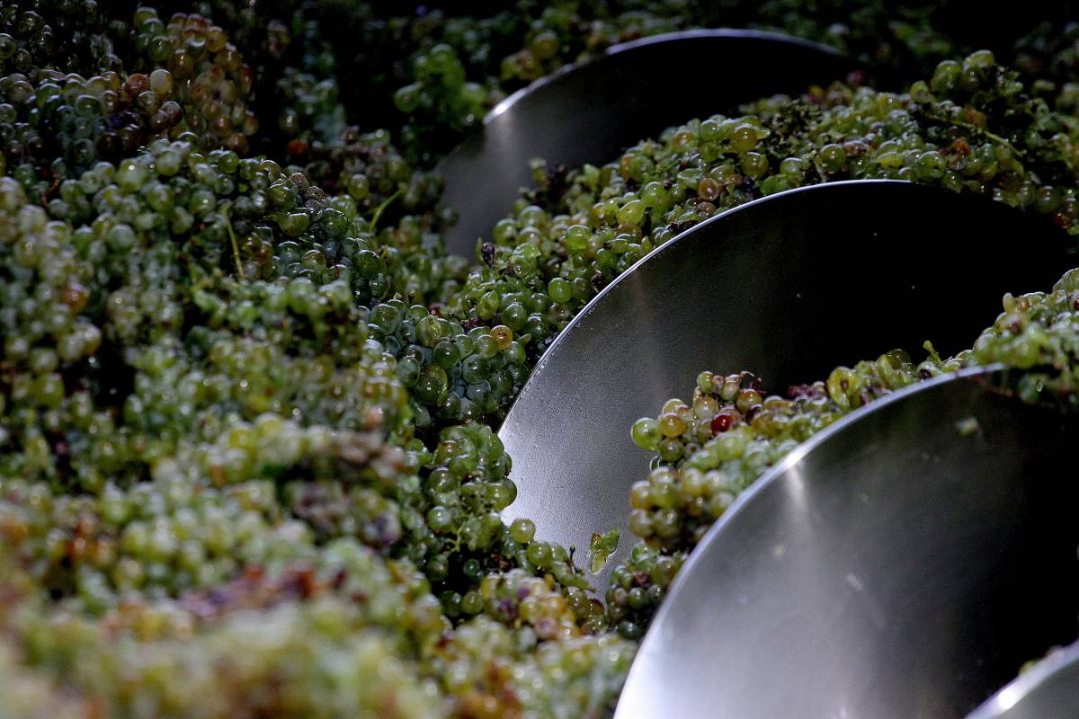 vino viñedo