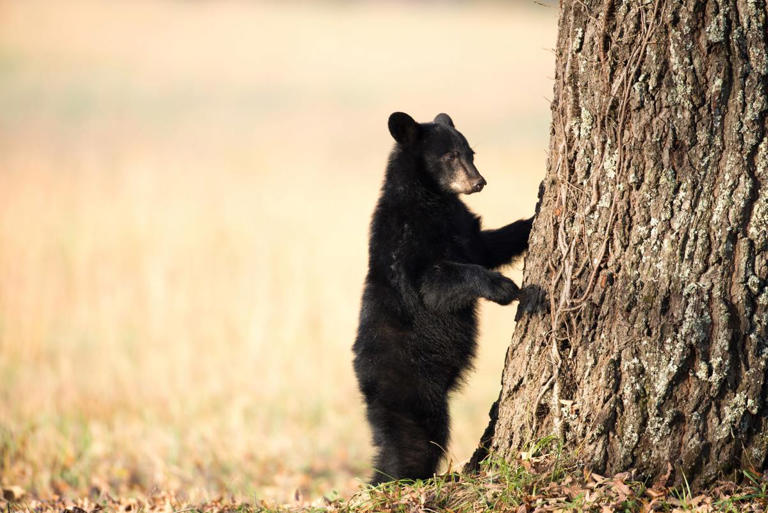 oso negro en coahuila