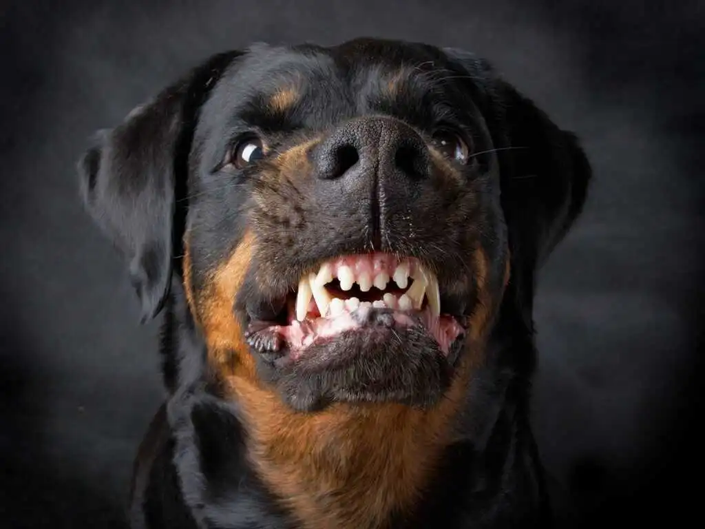 perros bravos