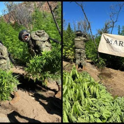 plantio marihuana