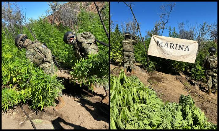 plantio marihuana