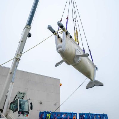 Rescued Beluga arrives to SeaWorld San Diego
